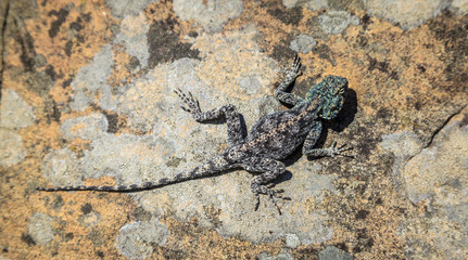 Southern Rock Agama