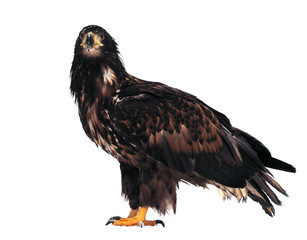 Eagle standing full size isolated at white