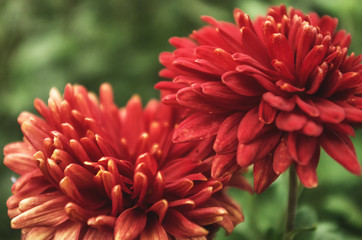 Close up red dahlias on green background
