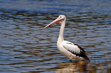 Australian pelican (Pelecanus conspicillatus) at Burrill Lake near Ulladulla, NSW.
