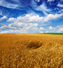 Wheat field against a blue sky