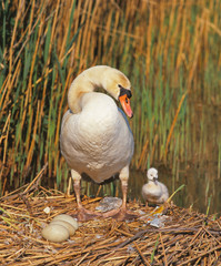 Schwan mit Jungtieren