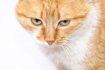 Beautiful red cat on a light background