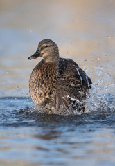 Mallard, Duck, Anas platyrhynchos