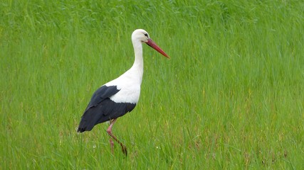 White stork (Ciconia ciconia) on a green meadow.