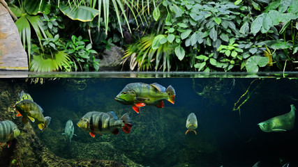 Fish in the water - obrazy, fototapety, plakaty
