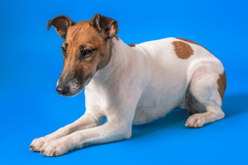 studio photographing dog, fox terrier against a blue background