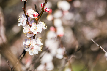 Flowering tree. Blooming garden. Spring