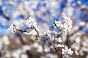Flowering tree. Blooming garden