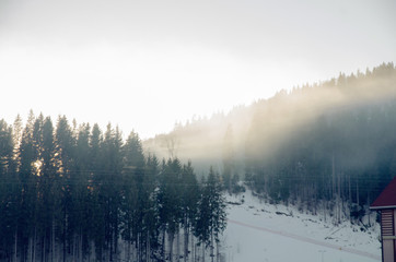 Fototapeta na wymiar Mountain snow spruce Bukovel