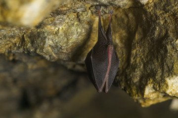 Cave Bat