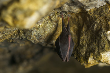 Cave Bat