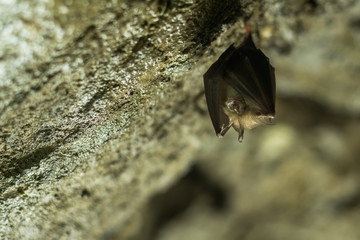 Cave bat