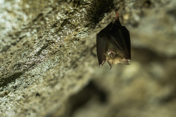 Cave bat