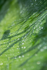 Green leaf with drops of water