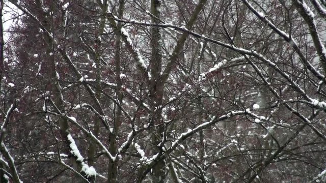 Snowfall in winter with trees