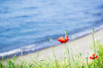 Poppy flowers on shore. Beautiful red flowers and landscape