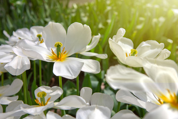 White tulips and sunshine.