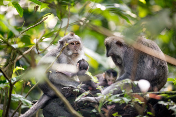 Monkey family