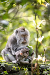 Monkey in rain forest