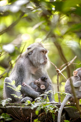 female long tailed monkey with her infant at breast