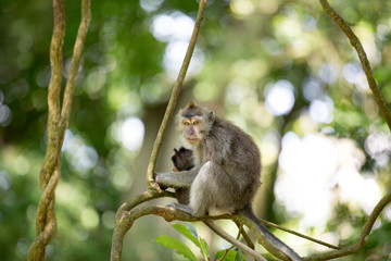 Female Long Tailed Macaque with holding her tiny baby