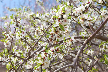 Closeup on almond branches