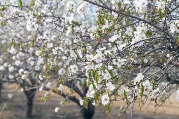 Closeup on almond tree branches