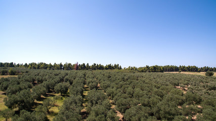 Plantation with olives