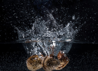walnuss im wasser splash