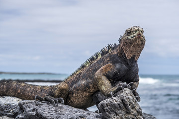 Obraz premium marine Iguana at the beach