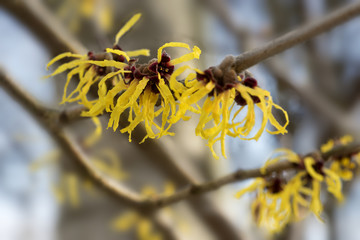 Blooming witch hazel or hamamelis shrub shows yellow flowers in winter, leaves and bark are used as natural remedies