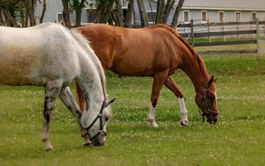 Naklejka na ściany i meble Horses on the Farm