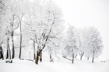 Snow-covered trees in a city park in the winter