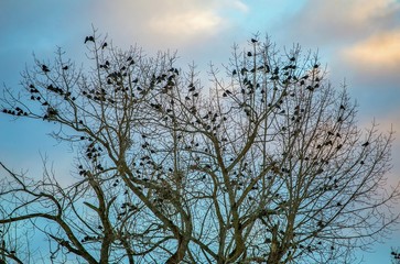 A flock of crows sitting on a tree