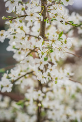 Beautiful blooming of cherry tree in spring closeup