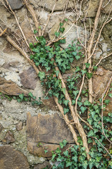 Creeping green ivy on the stone wall.