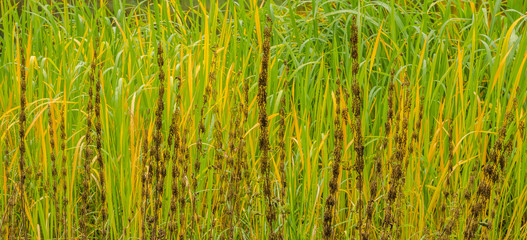 Lake river sedge closeup at autumn. Colorful grass background