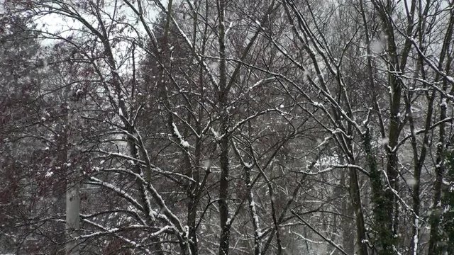 Snowfall in winter with trees