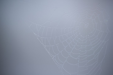 Spider web with water droplets

