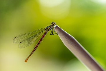 Dragonfly on wood