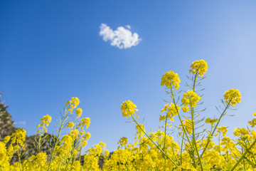 菜の花