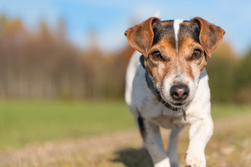 Jack Russell - Portrait