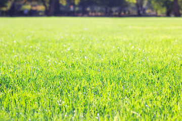 sunny lawn in the park