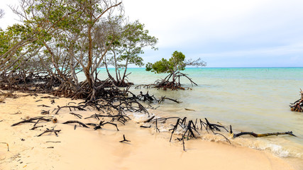 Mangroves at the beach of Cayo Jutias