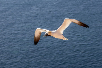 Northern gannet on Helgoland