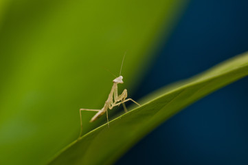 Mantis - Modliszka