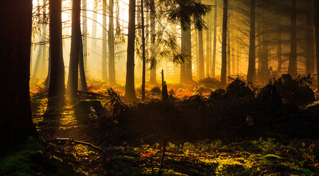 Sunrise in a forest near Friedeburg © rphfoto