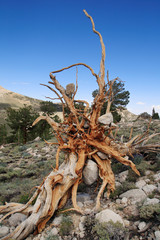 old exposed roots