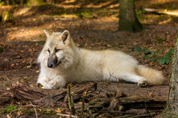 Wolf in the forest